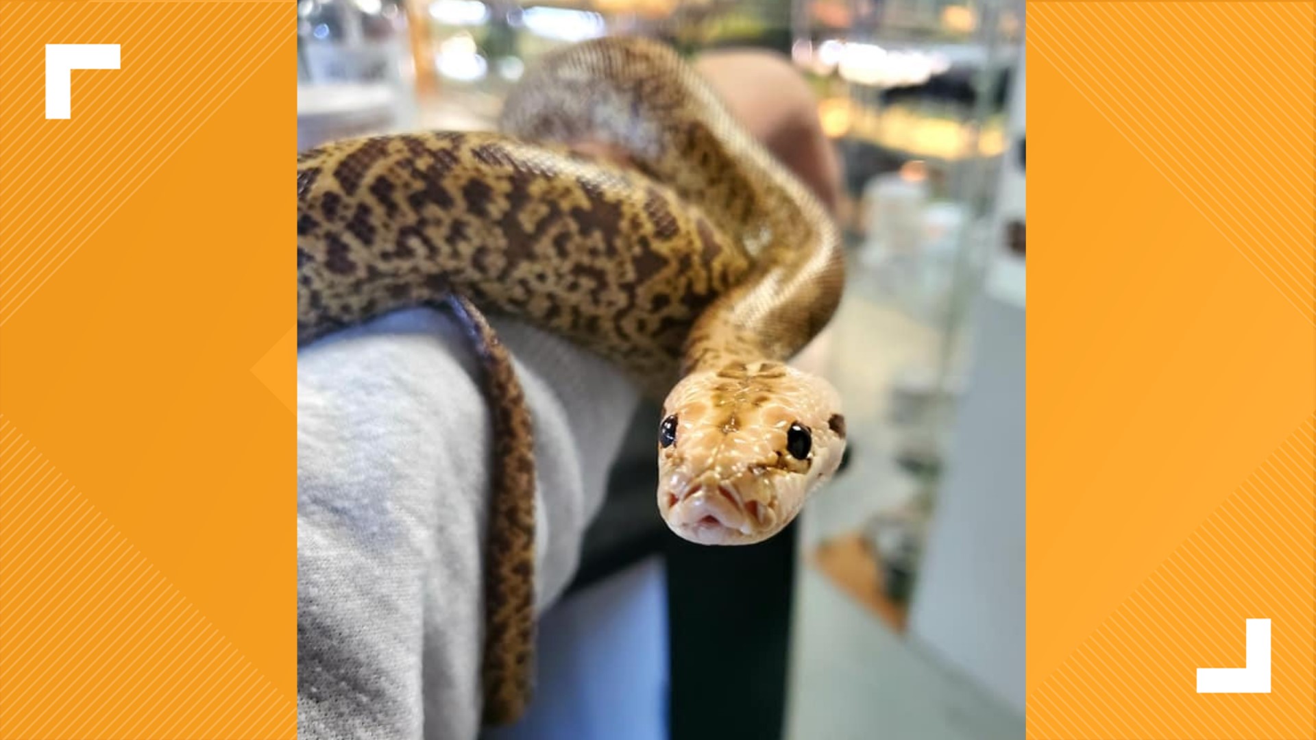 Stolen Snake Found Returned Nearly 8 Months After Theft 12news