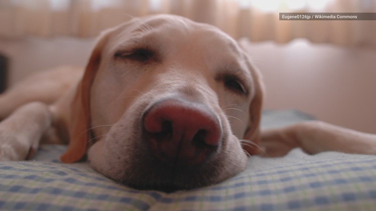 What Do Animals Dream About? (According to Science)