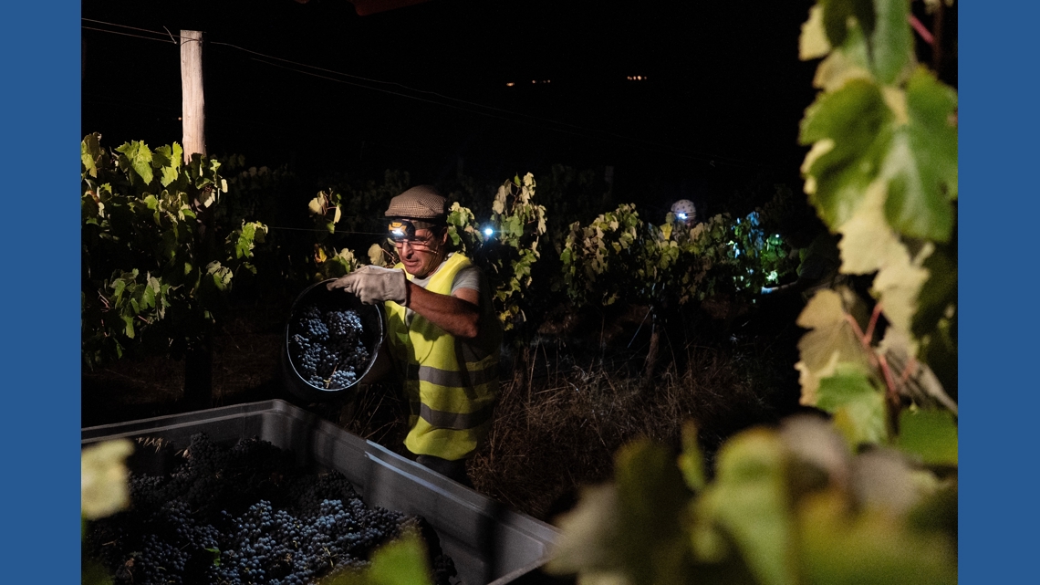 In Portugal, the cool of the night is when some vineyards harvest grapes