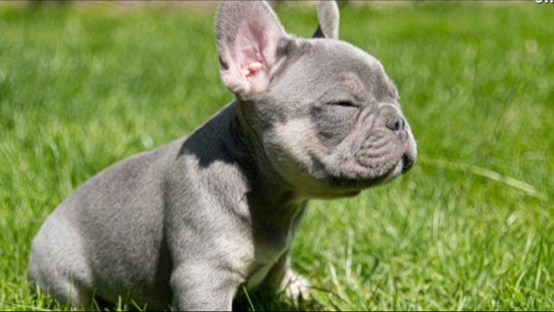 These French Bulldog Puppies Are Adorable But Also Incredibly Expensive 12news Com