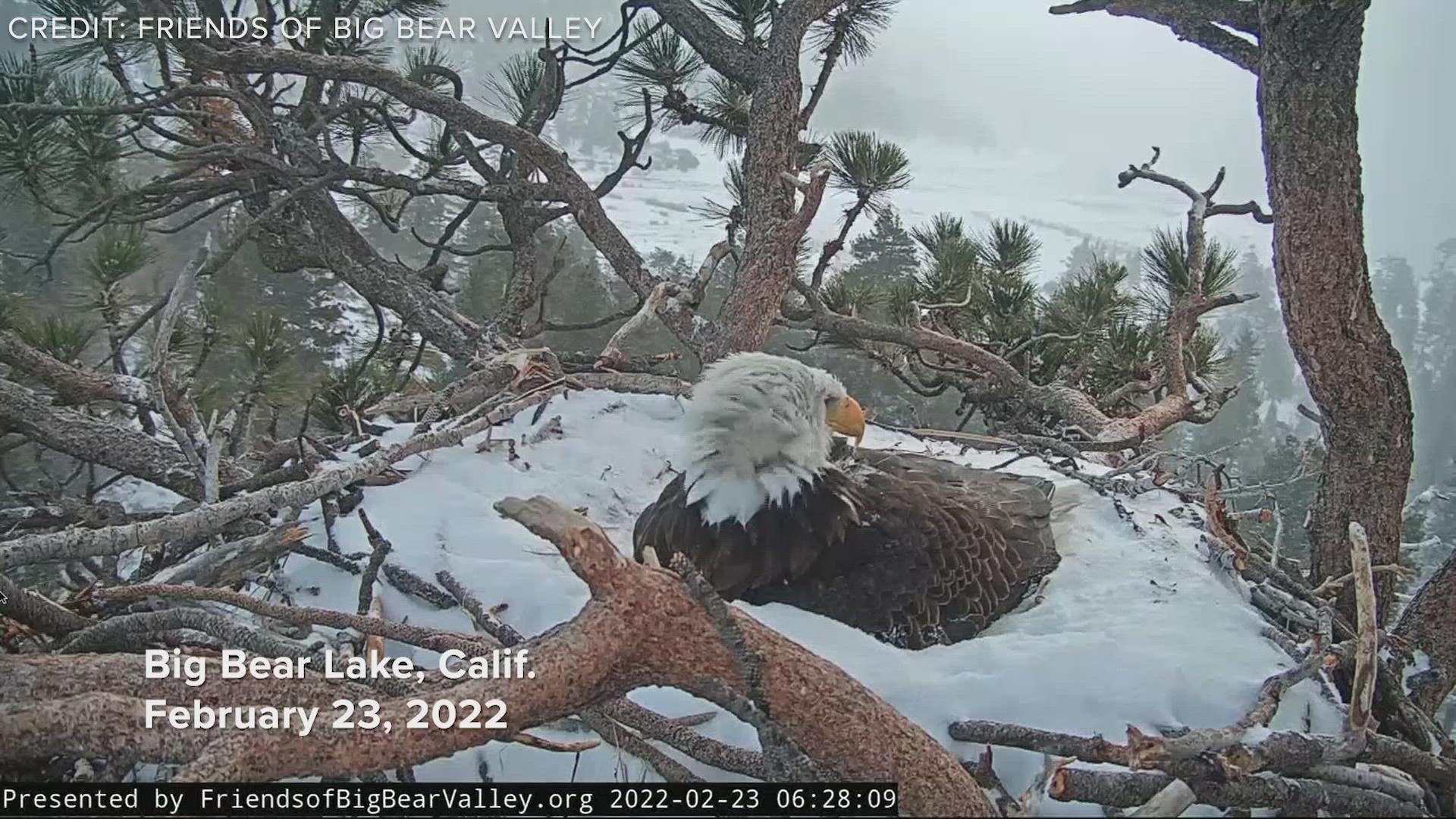Watch bald eagles Jackie and Shadow tending to their nest with two eggs near Big Bear Lake, Calif.