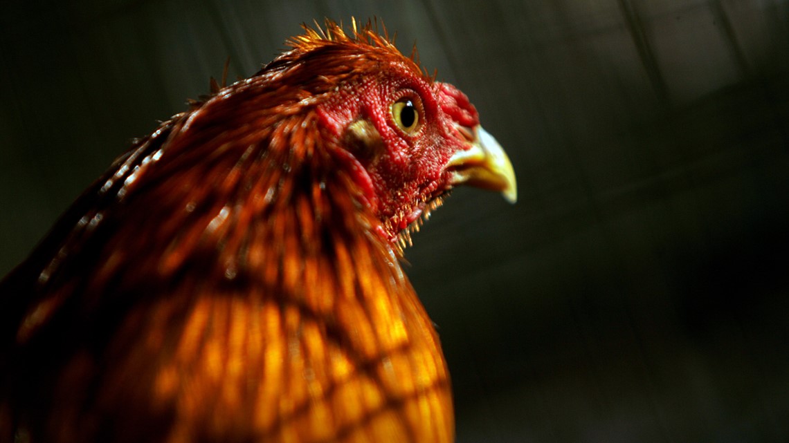 20 tewas dalam serangan adu ayam klandestin di Meksiko