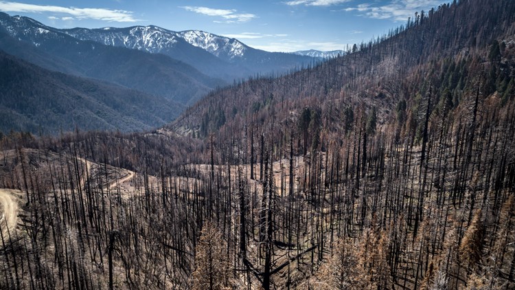 US to plant 1 billion trees as destructive wildfires kill forests