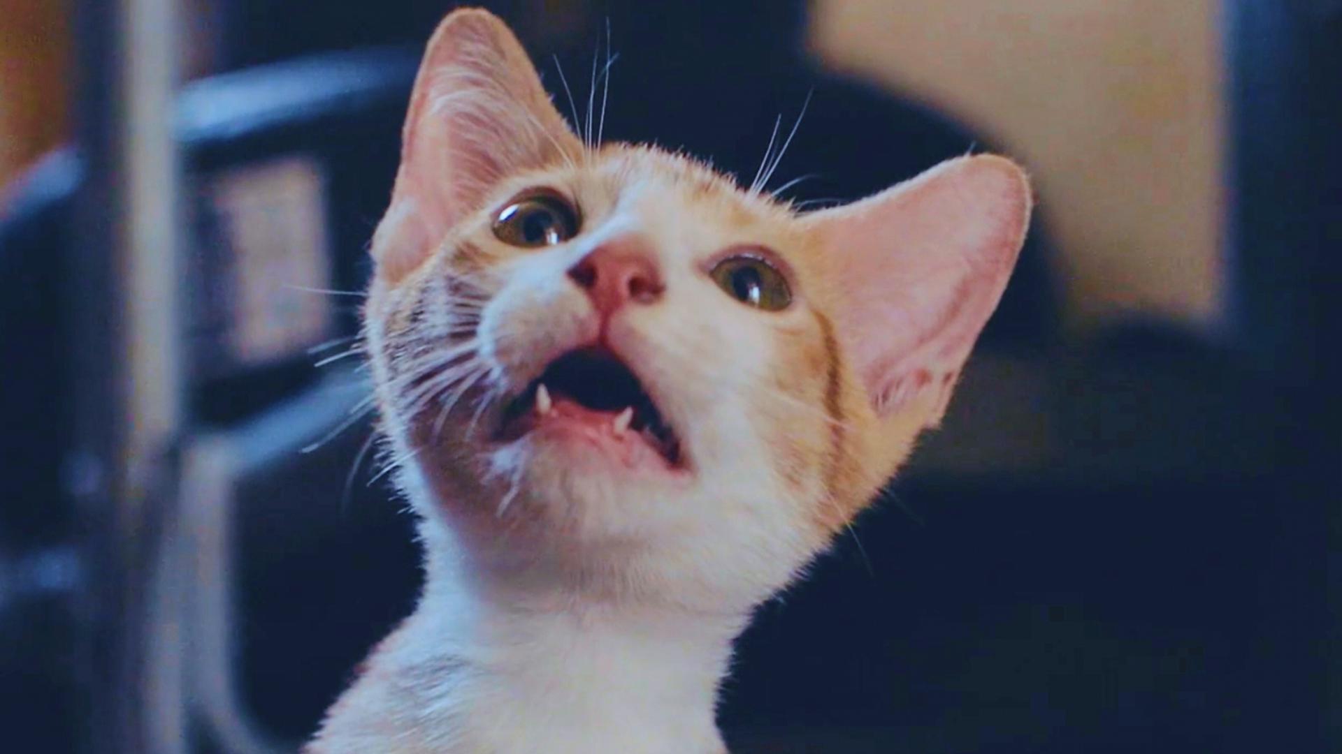 The best of the internet’s cat videos are coming to the big screen this weekend.