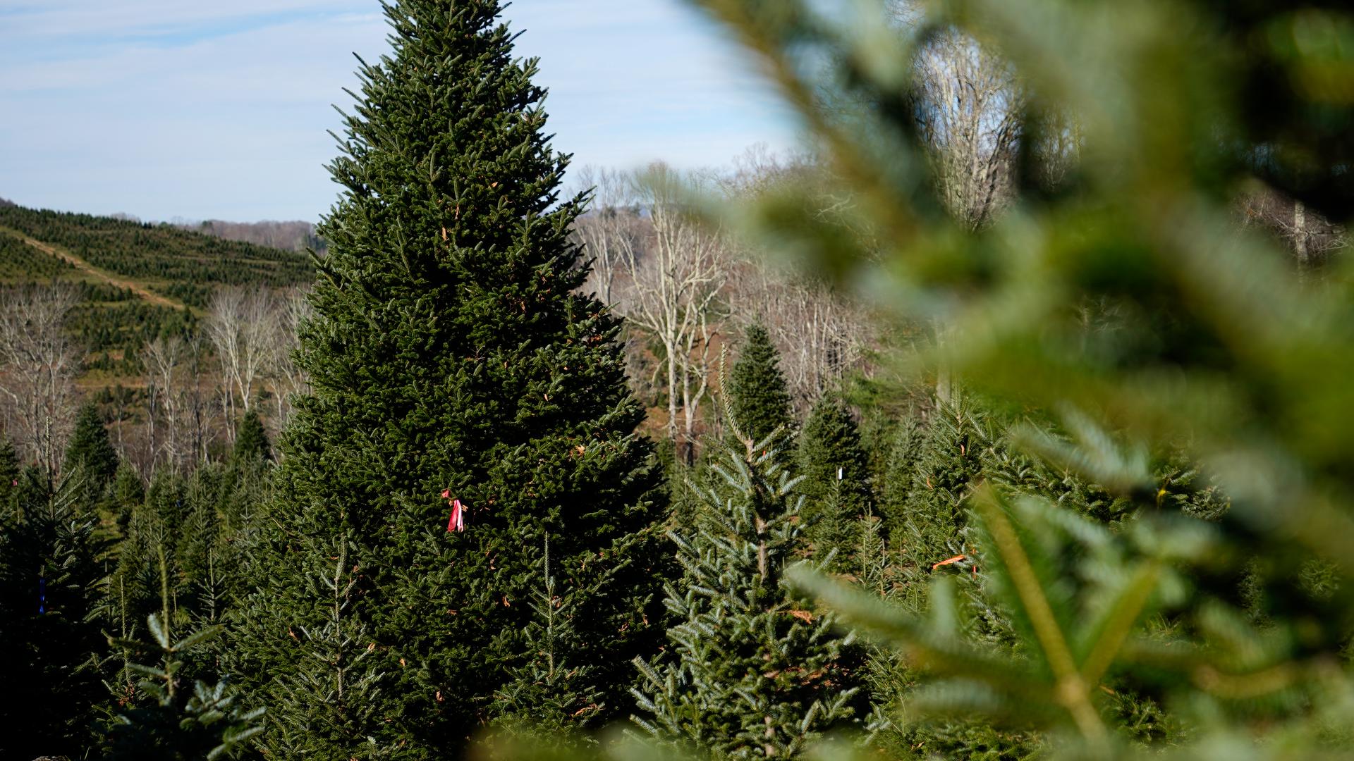 The White House's Christmas tree is slated to be cut and transported from a North Carolina farm on Wednesday.