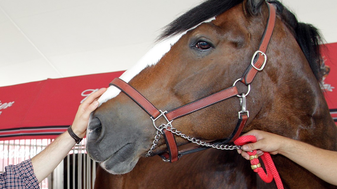 Budweiser Super Bowl ad 2023: Clydesdales make brief appearance