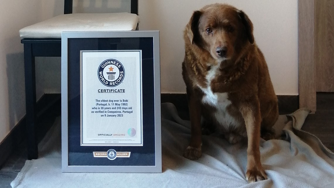 Anjing tertua di dunia: Bobi, Rafeiro do Alentejo, 30 tahun