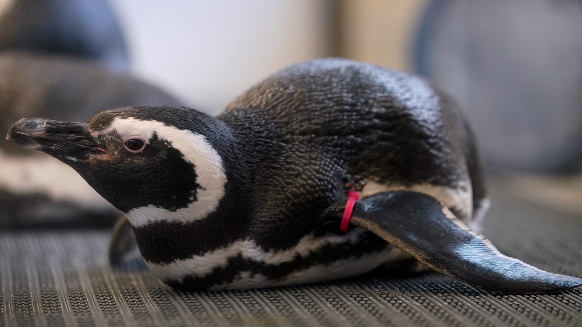 Zoos take precautions for bird flu, AKA avian influenza in 2022 - Vimarsana News