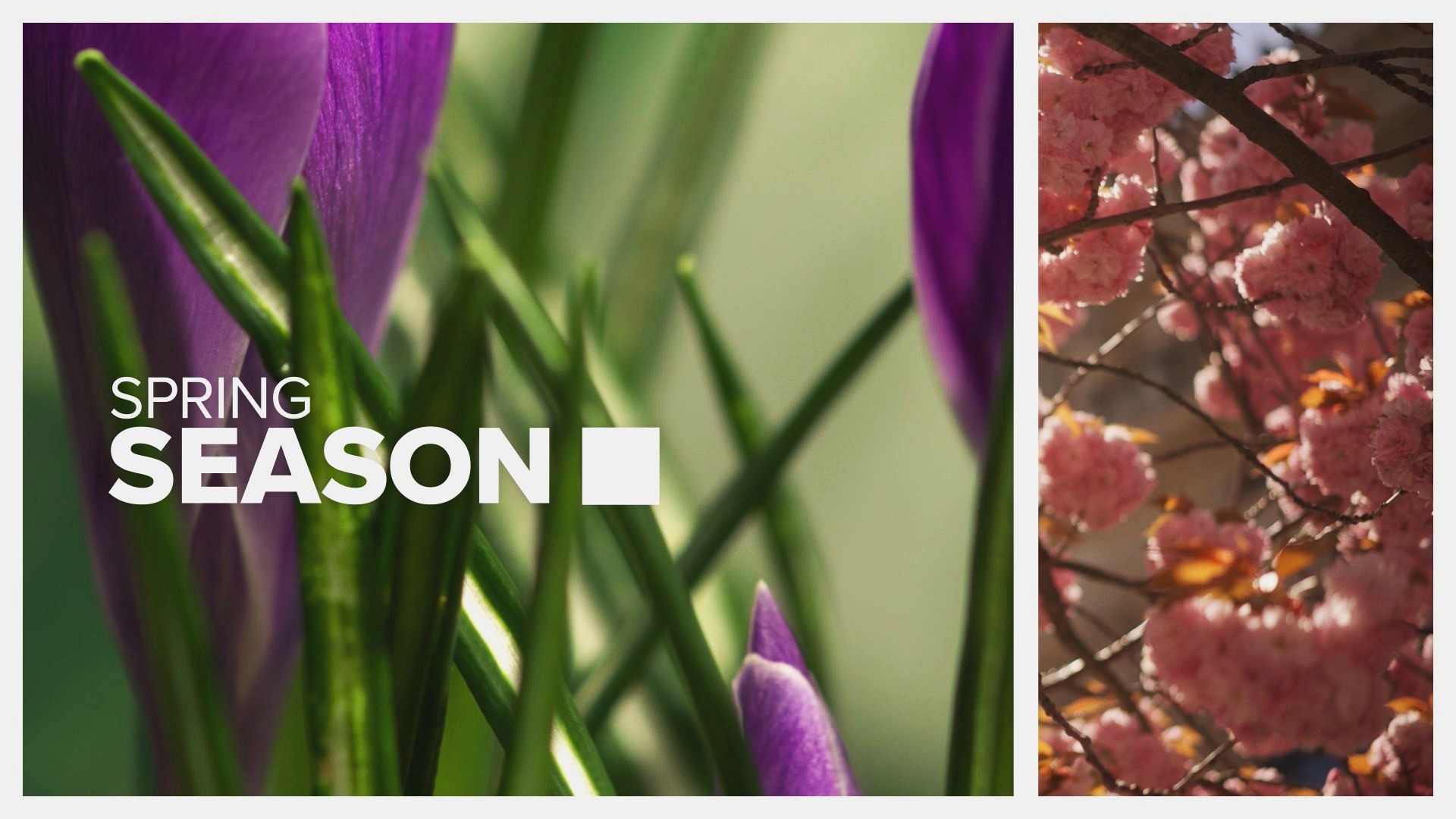 Allergies worse this spring? Report ranks toughest cities for seasonal sufferers | 12news.com