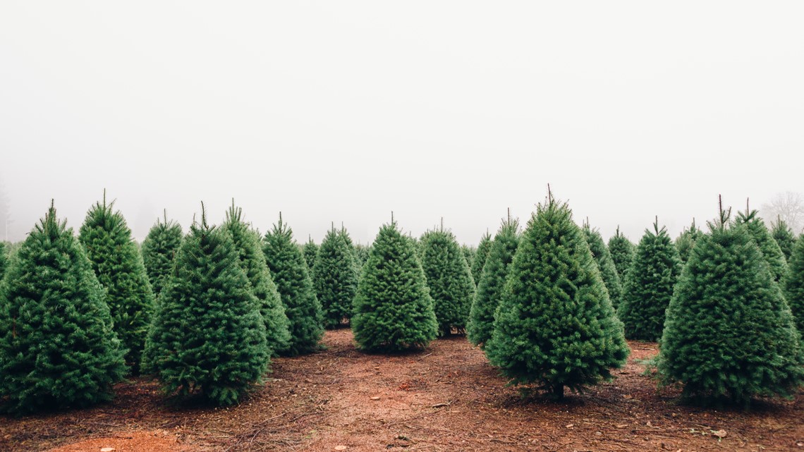 Harga pohon natal tahun ini naik, untuk artificial dan live