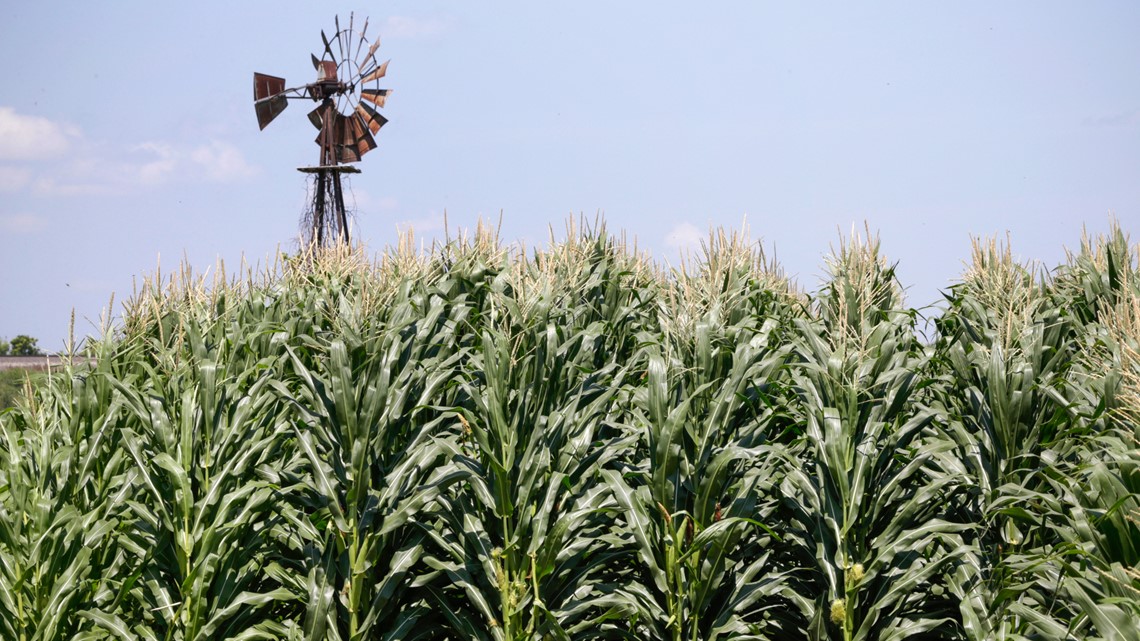 Petani jagung USDA Trump membayar lebih, kata pengawas federal