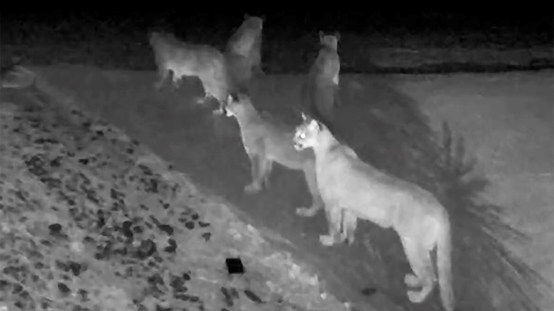 Caught on video: 5 mountain lions together in rare moment | 12news.com