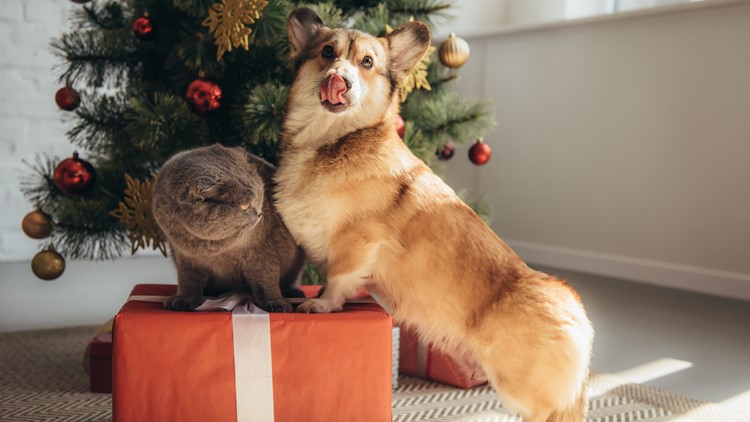 Watch out for these holiday pet hazards to avoid a not-so-festive vet trip