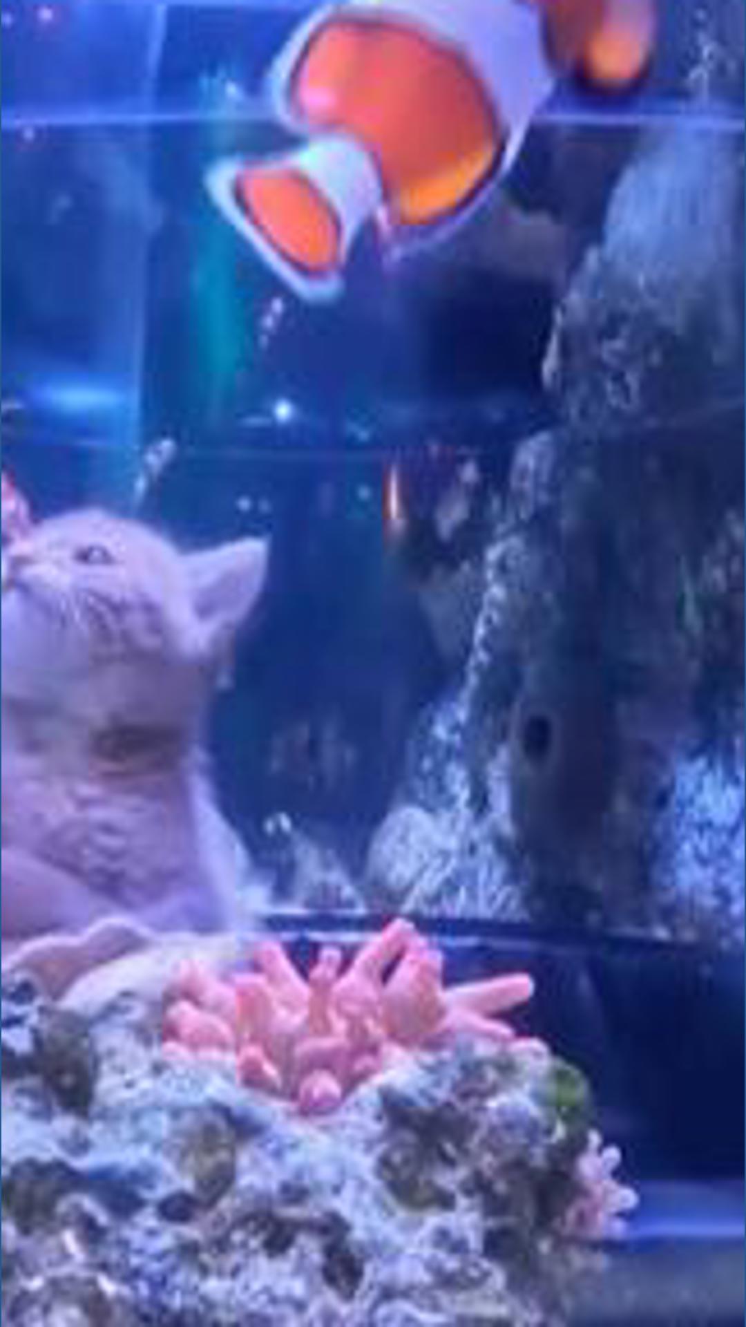 WATCH: Orphaned kittens take aquarium field trip to Mall of America ...