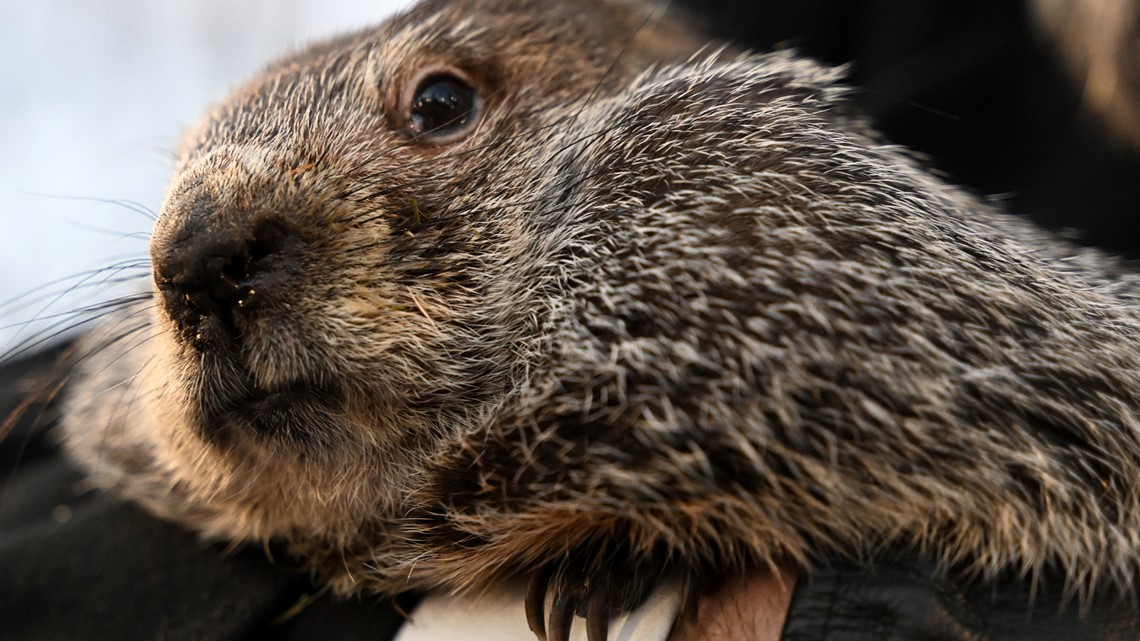 When is groundhog day? | 12news.com - Vimarsana News