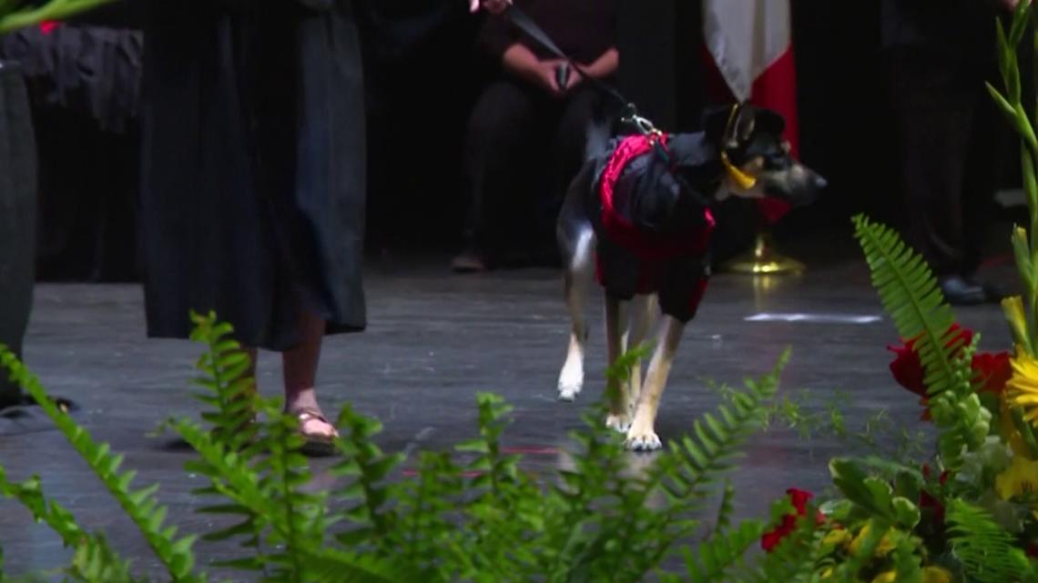 Dog hit by car walks the stage at graduation of vet students who saved her
