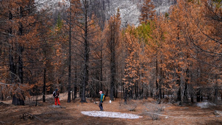 After wildfires, scorched trees could disrupt water supplies