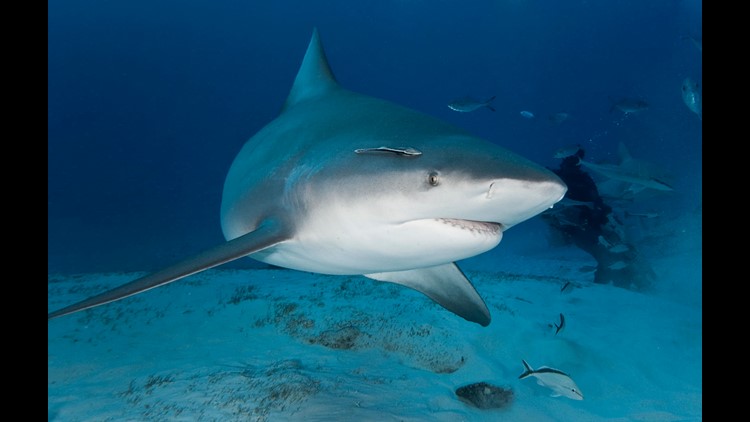 photo by: getty images/istockphoto a bull shark.