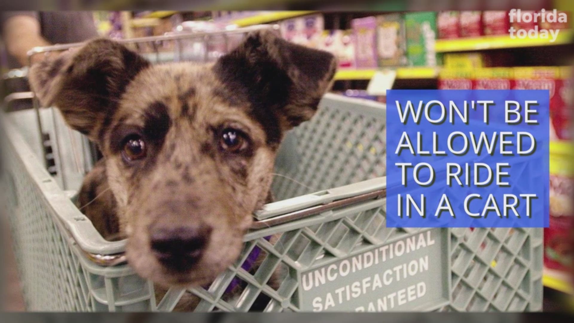 Are Dogs Allowed In Stores In Az