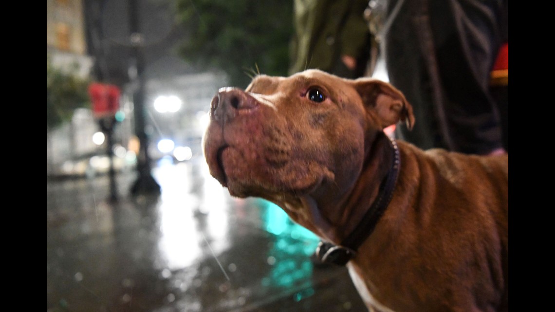 Are Pitbulls Allowed In North Carolina