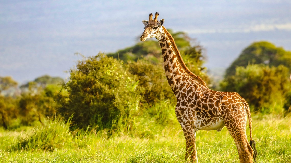 MSP airport agents seize box of giraffe feces in unusual bust - Vimarsana News