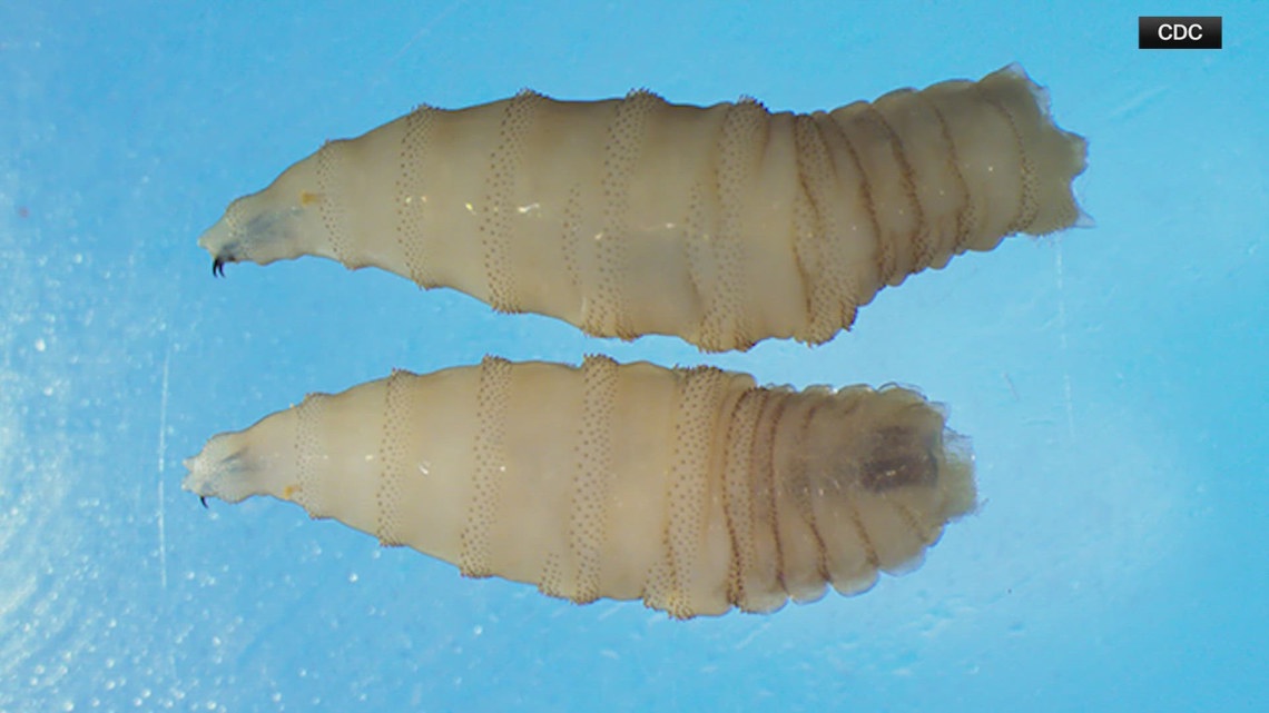 What is the New World screwworm? U of A lab to screen for