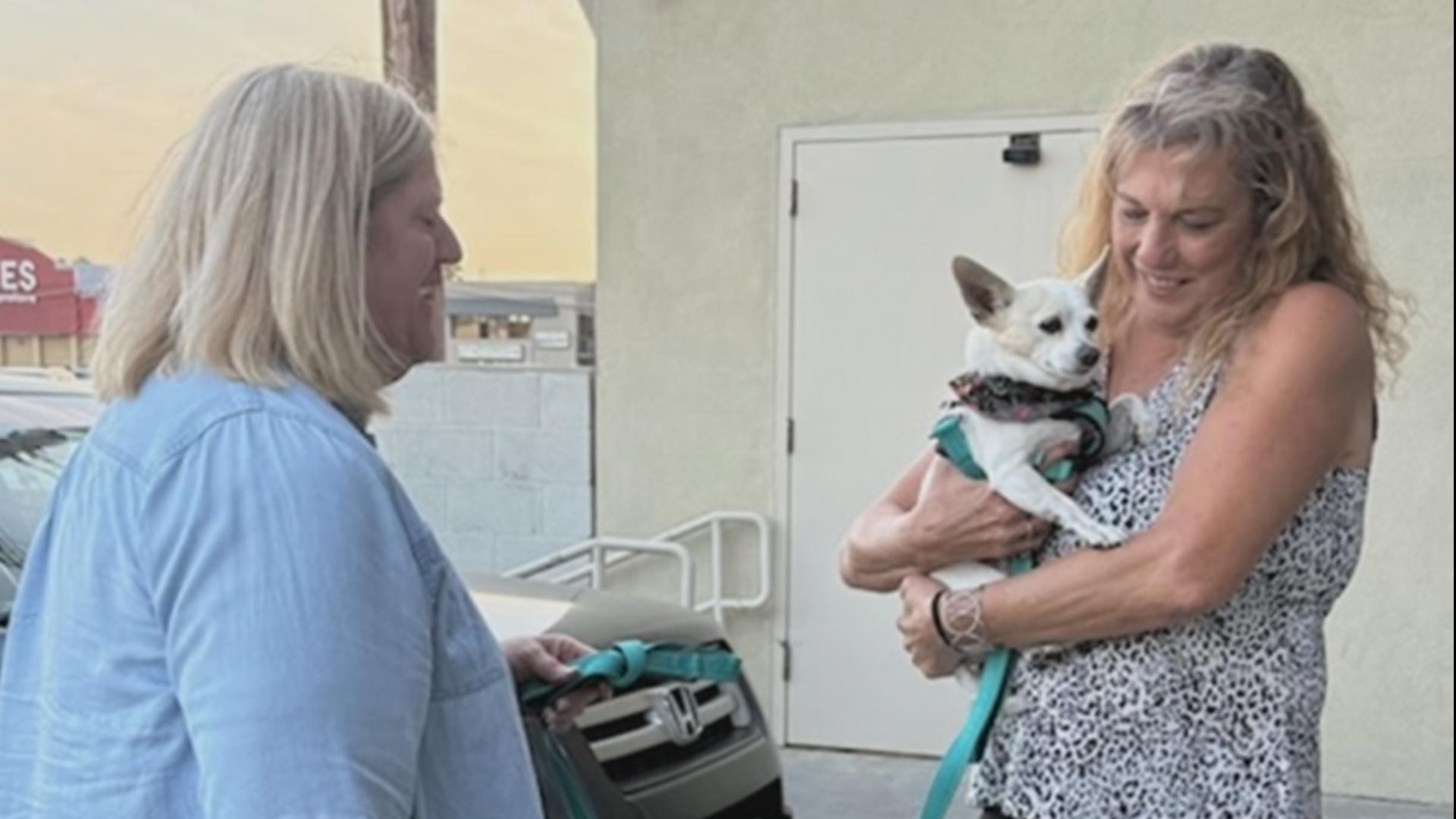 Dinky the dog went missing in Arizona after his human, Steve, died in April. Steve's sister learned that Dinky had turned up in Ridgefield, Washington on Monday.