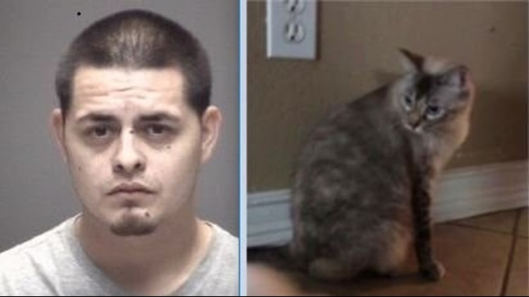Police: 4-year-old fires AK-47 as dad fatally stabs cat