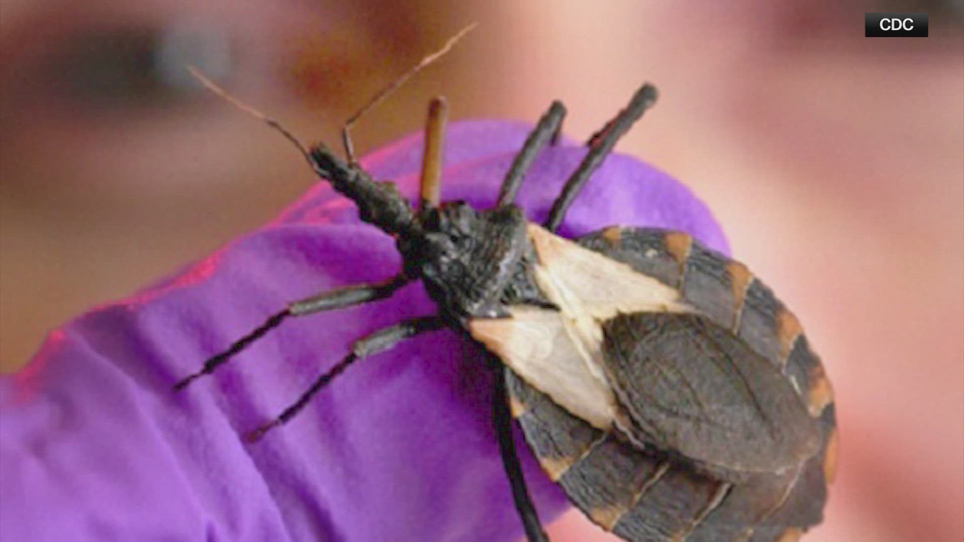 They look small, but kissing bugs can spread a parasite that causes Chagas disease — and cases are rising in the U.S.