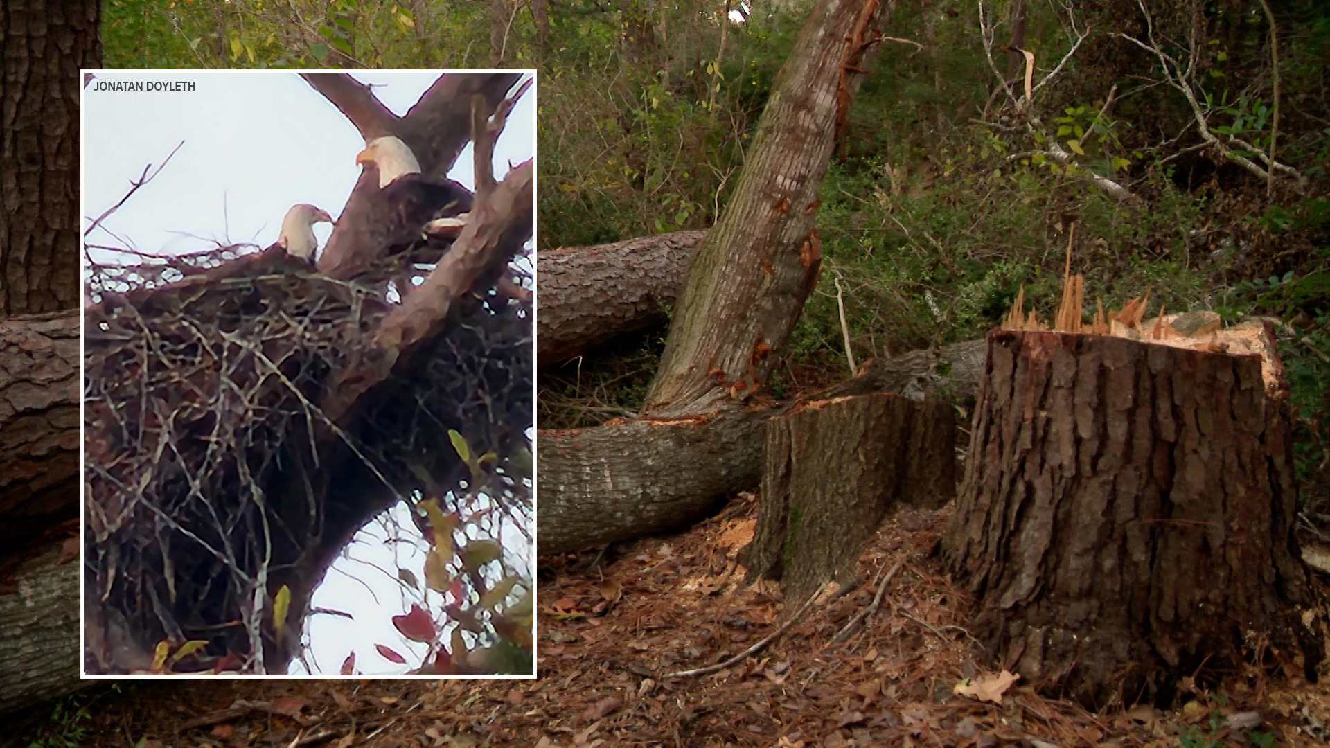 A protected bald eagle nest in Porter was destroyed when someone cut down the tree. The U.S. Fish and Wildlife Service has opened a criminal investigation.