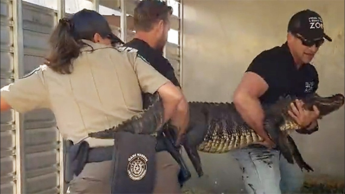 Texas alligator removed from homeowner's backyard - Vimarsana News