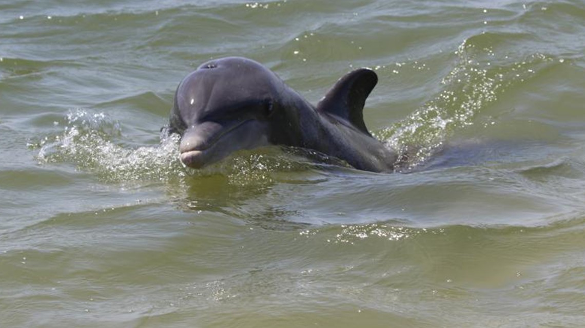 Pantai Texas: Lumba-lumba agresif dianggap berisiko bagi keselamatan publik