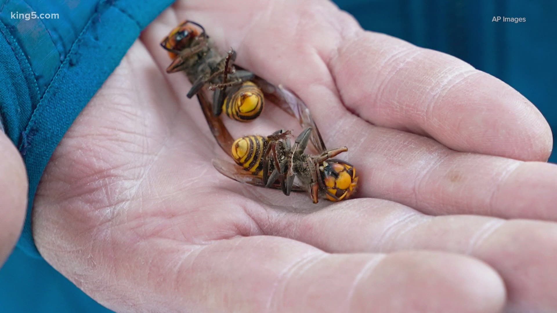 The WSDA vacuumed 98 specimens out of the Asian giant hornet nest into a sealed chamber. The organization has declared "a successful eradication of the first nest."