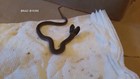 Man finds two-headed snake