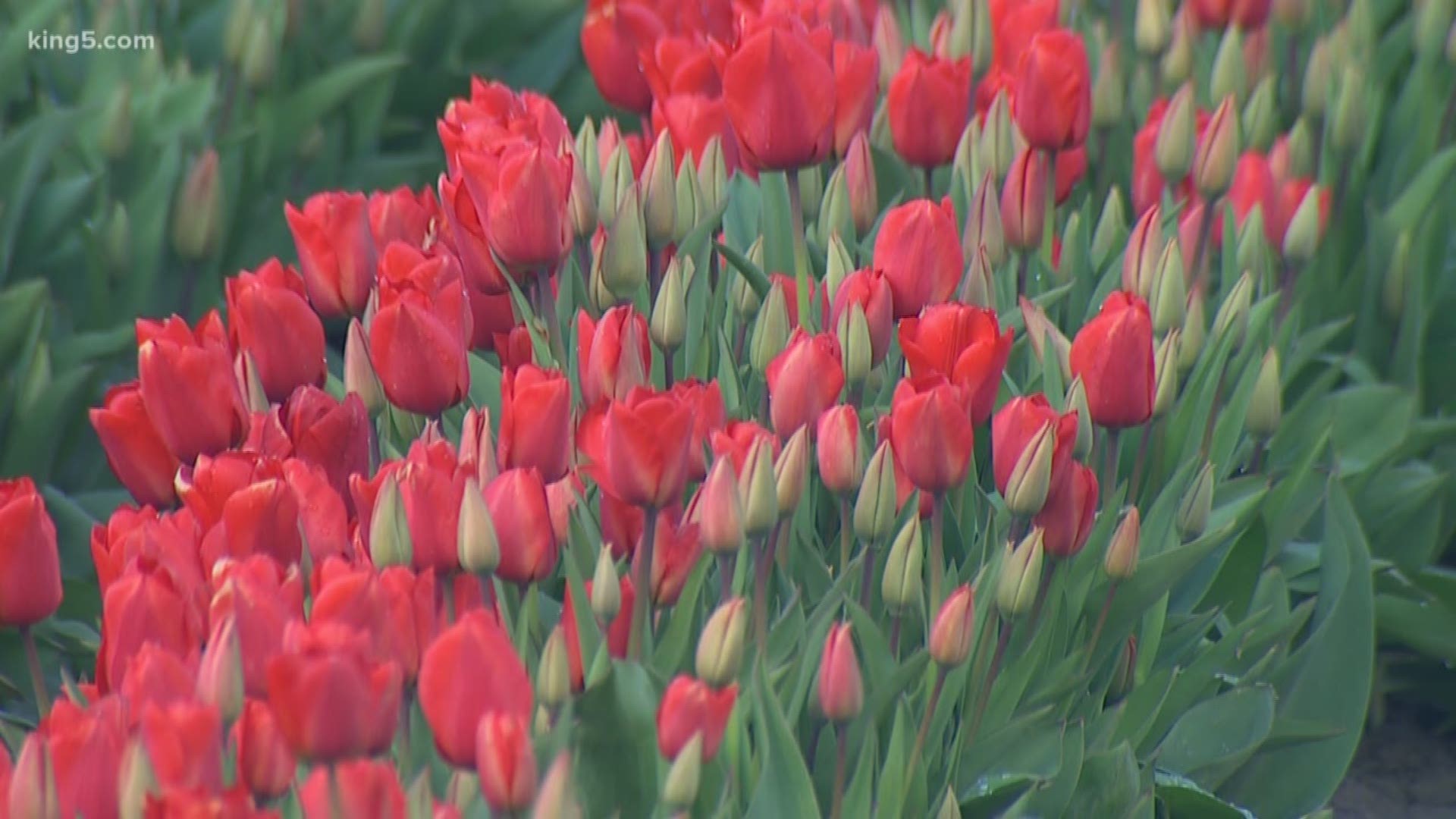 The opening of the Skagit Valley Tulip Festival was canceled after a statewide "stay home" order, which was mandated as a measure against the spread of coronavirus.