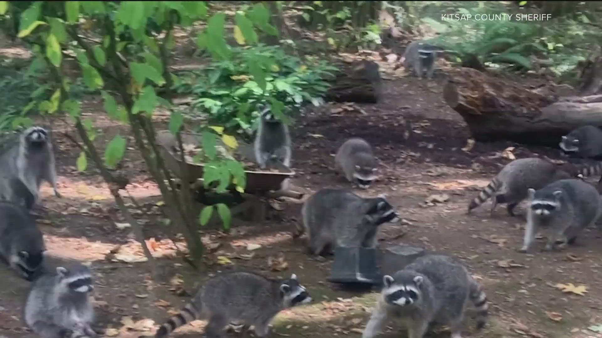 'Swarm of raccoons': Poulsbo woman startled after over 100 raccoons surround her home