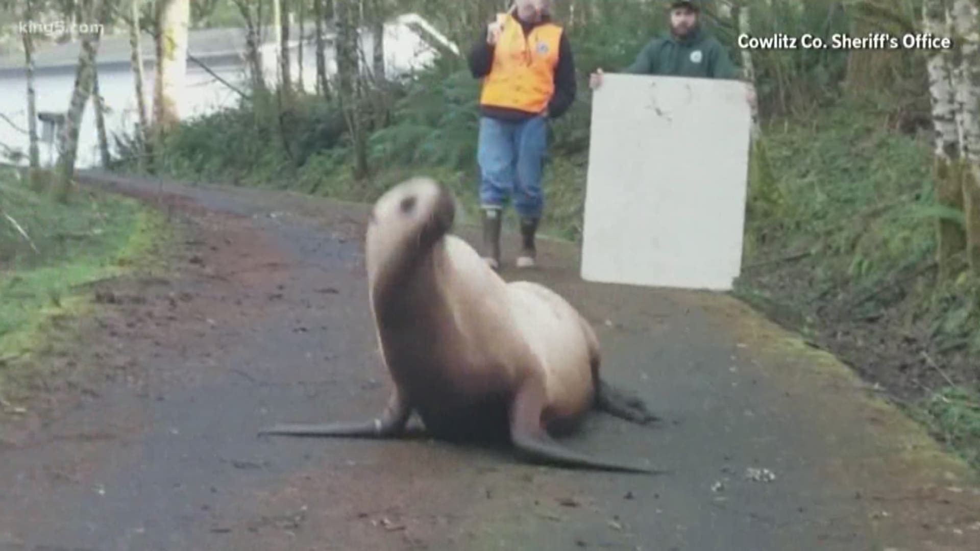 Deputies ended up in a standoff with a 600 pound sea lion nearly 50 miles from the ocean.