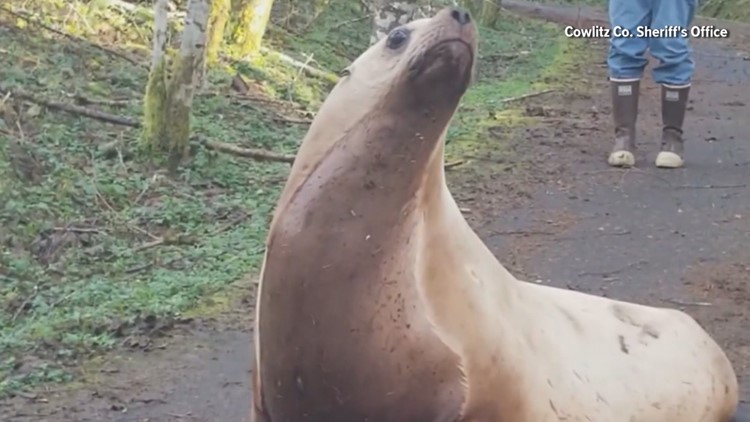 600-pound sea lion found in Washington woods