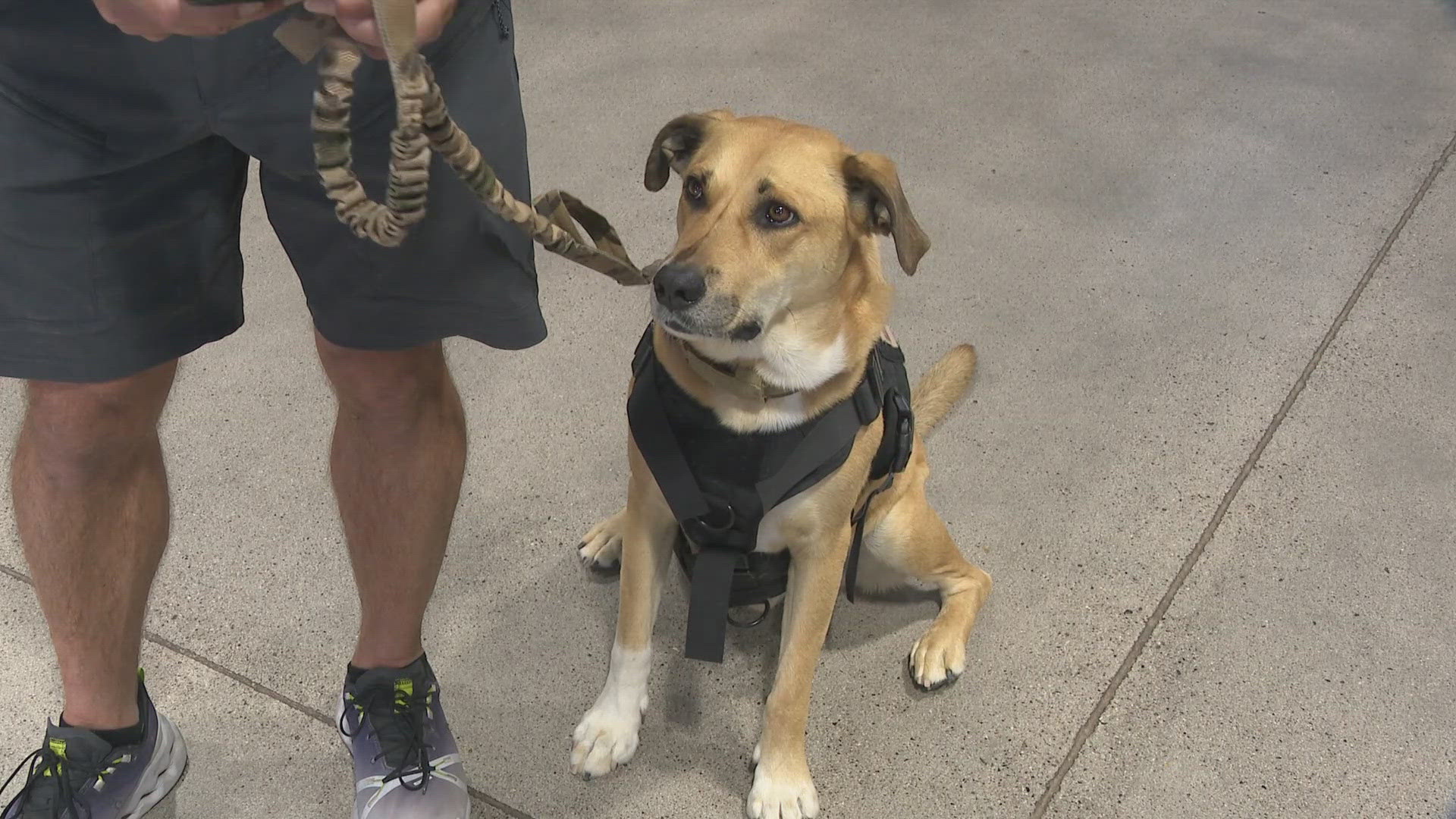 54 veterans are currently training with a service dog across the state. Soldier's Best Friend says it has room for 50 more.