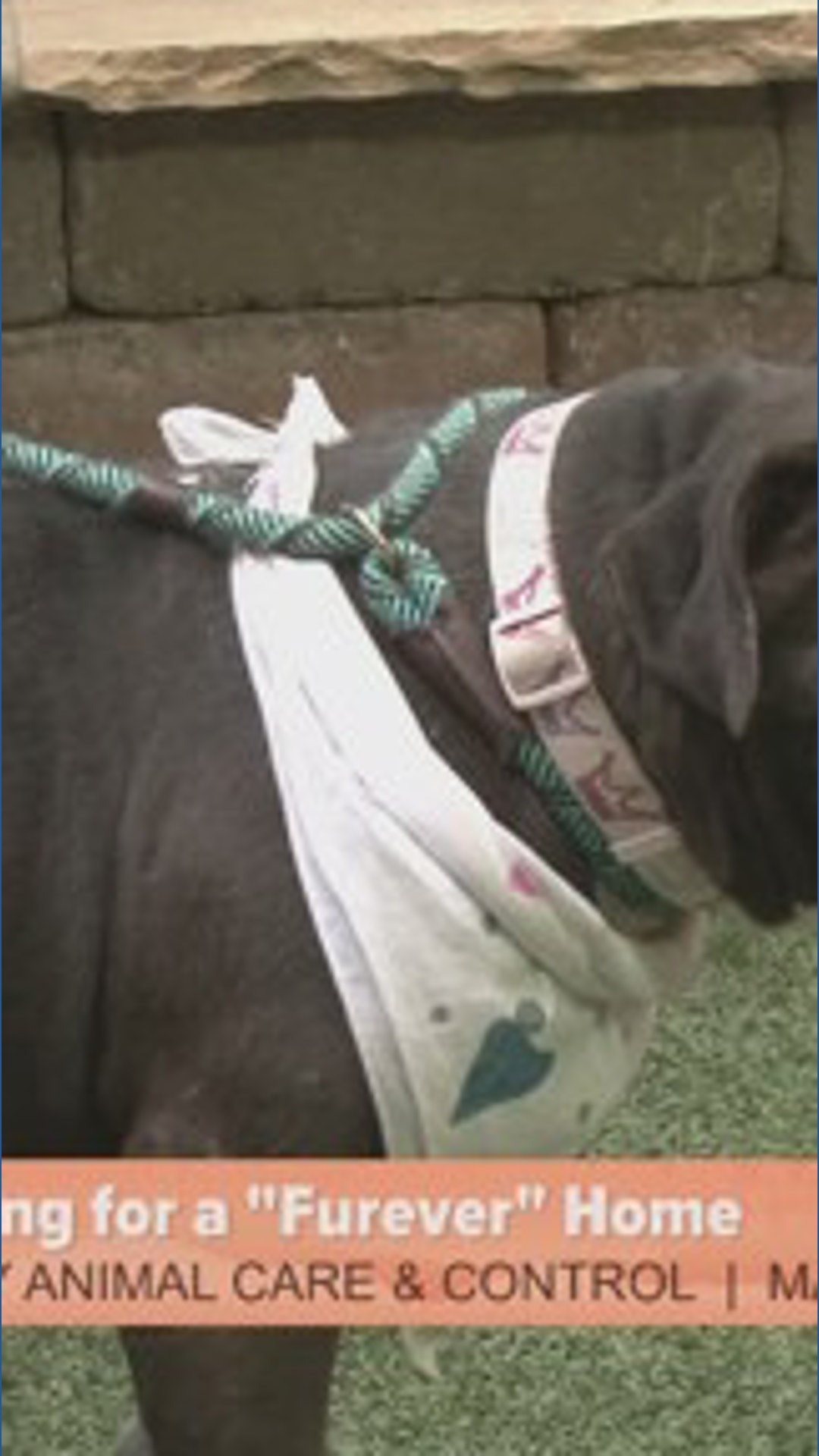 Shadow is Looking for a Furever Home | 12news.com
