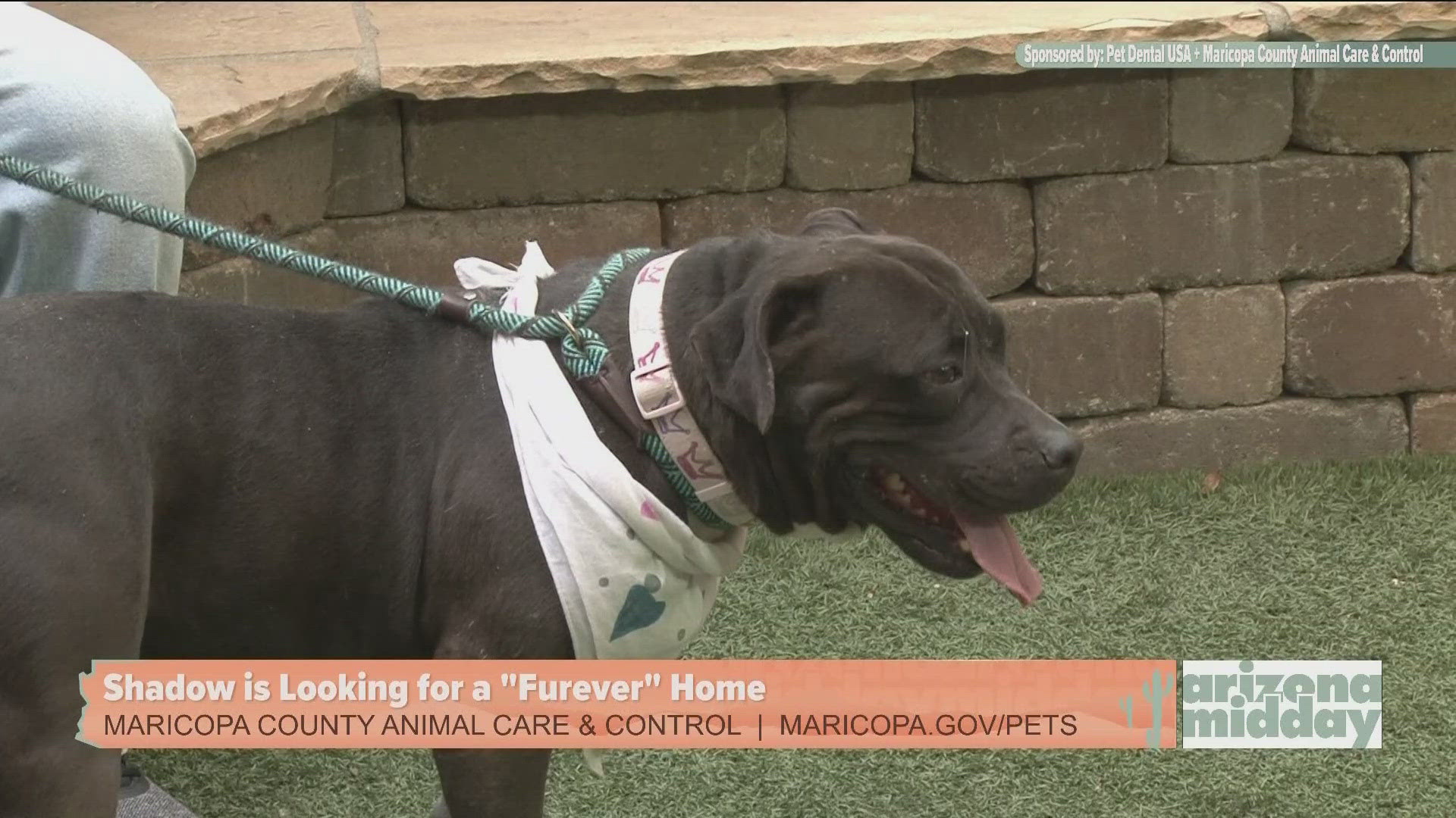 Shadow is Looking for a Furever Home | 12news.com