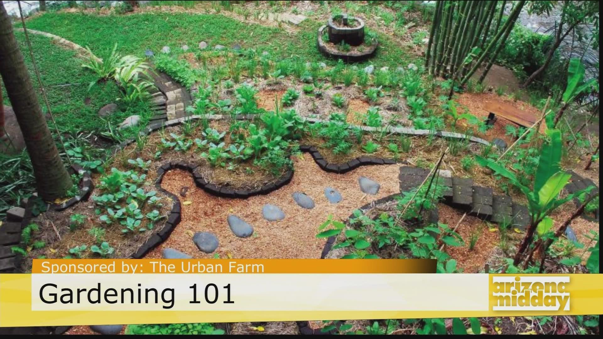 Greg Peterson, Founder of The Urban Farm, shares how to create & even take a Bee Oasis & Permaculture Design Course