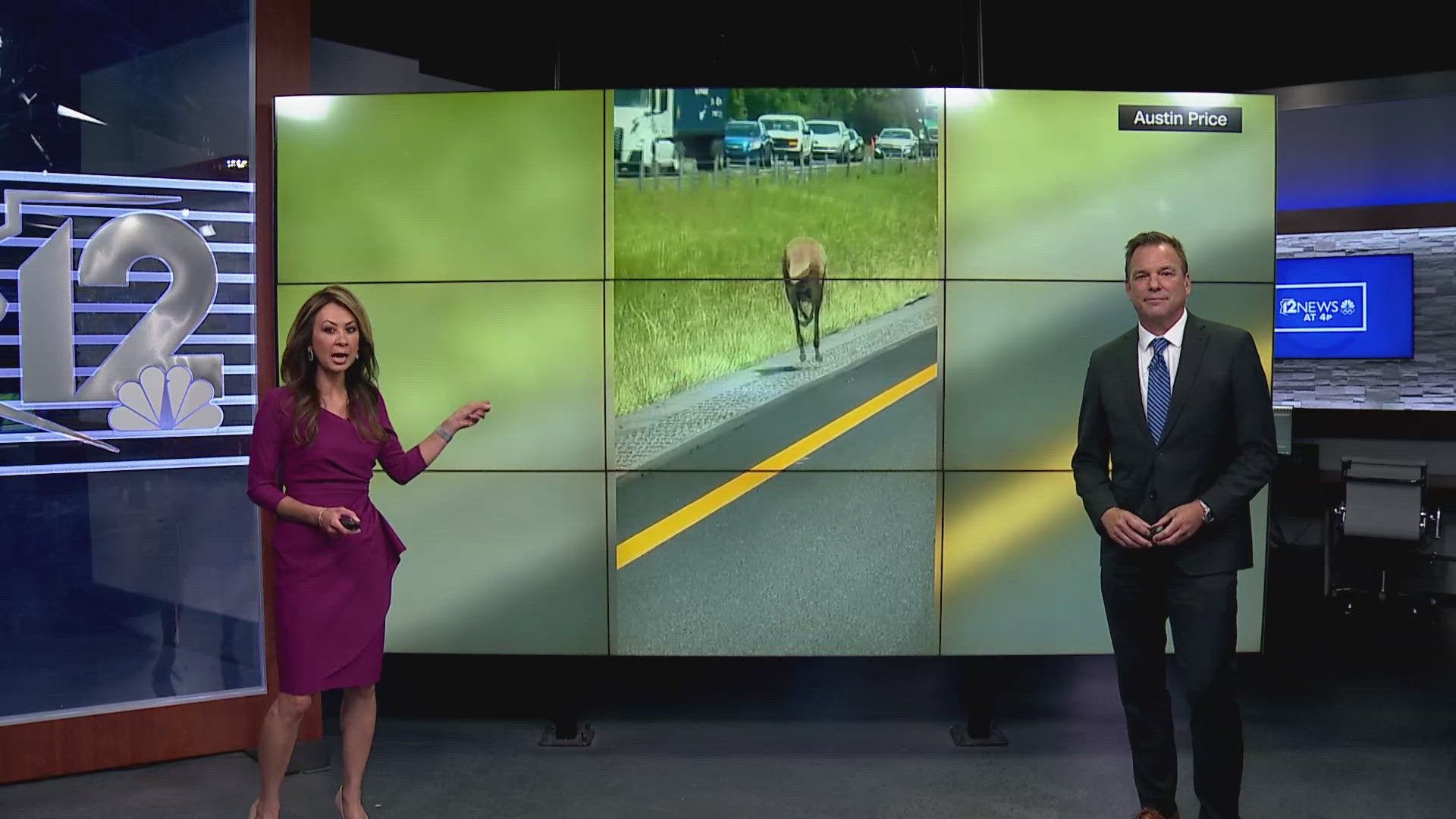 Traffic on a busy Alabama interstate had to stop for a runaway kangaroo.