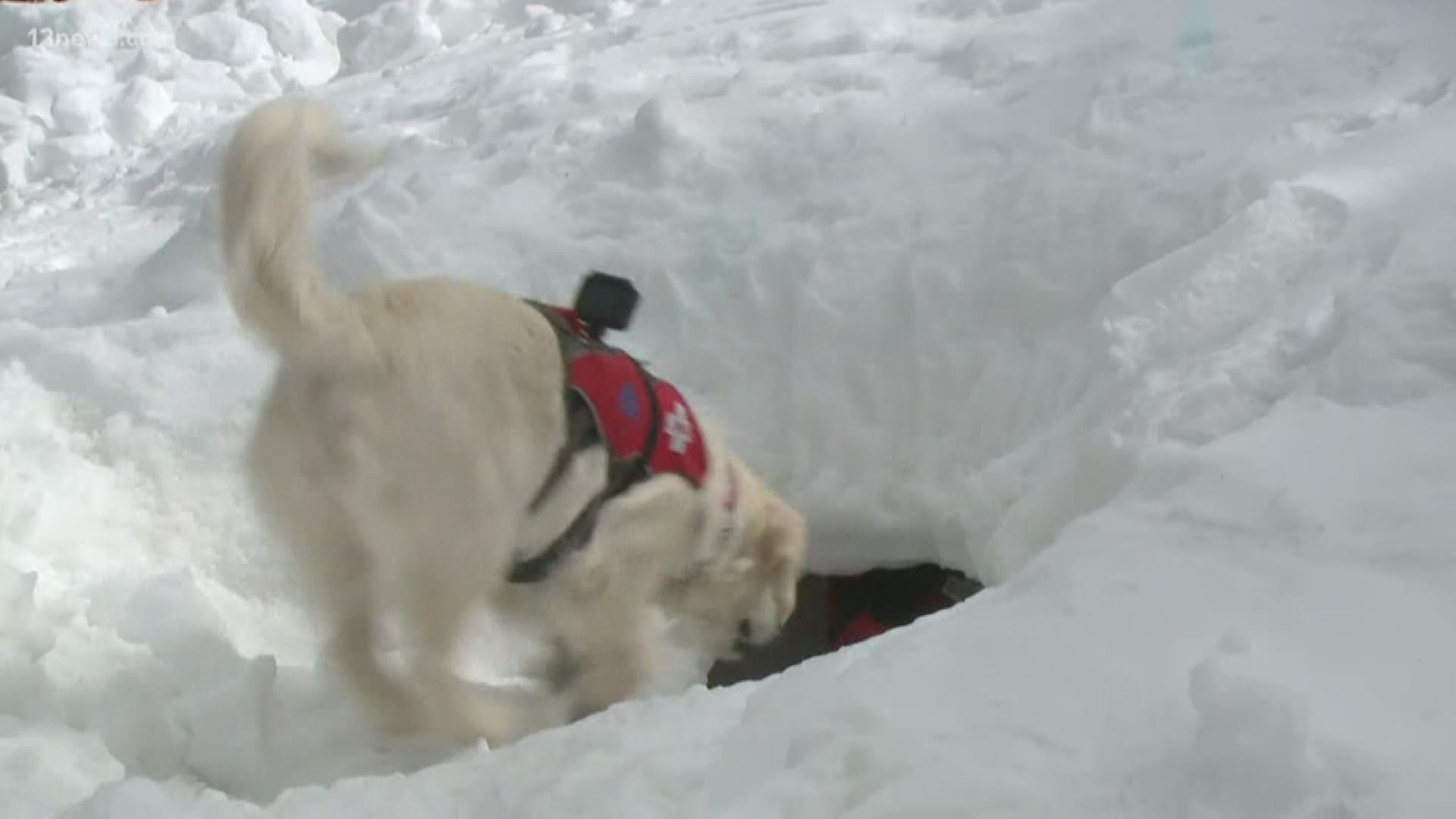 Ava is training to help save people who may be caught in avalanches.