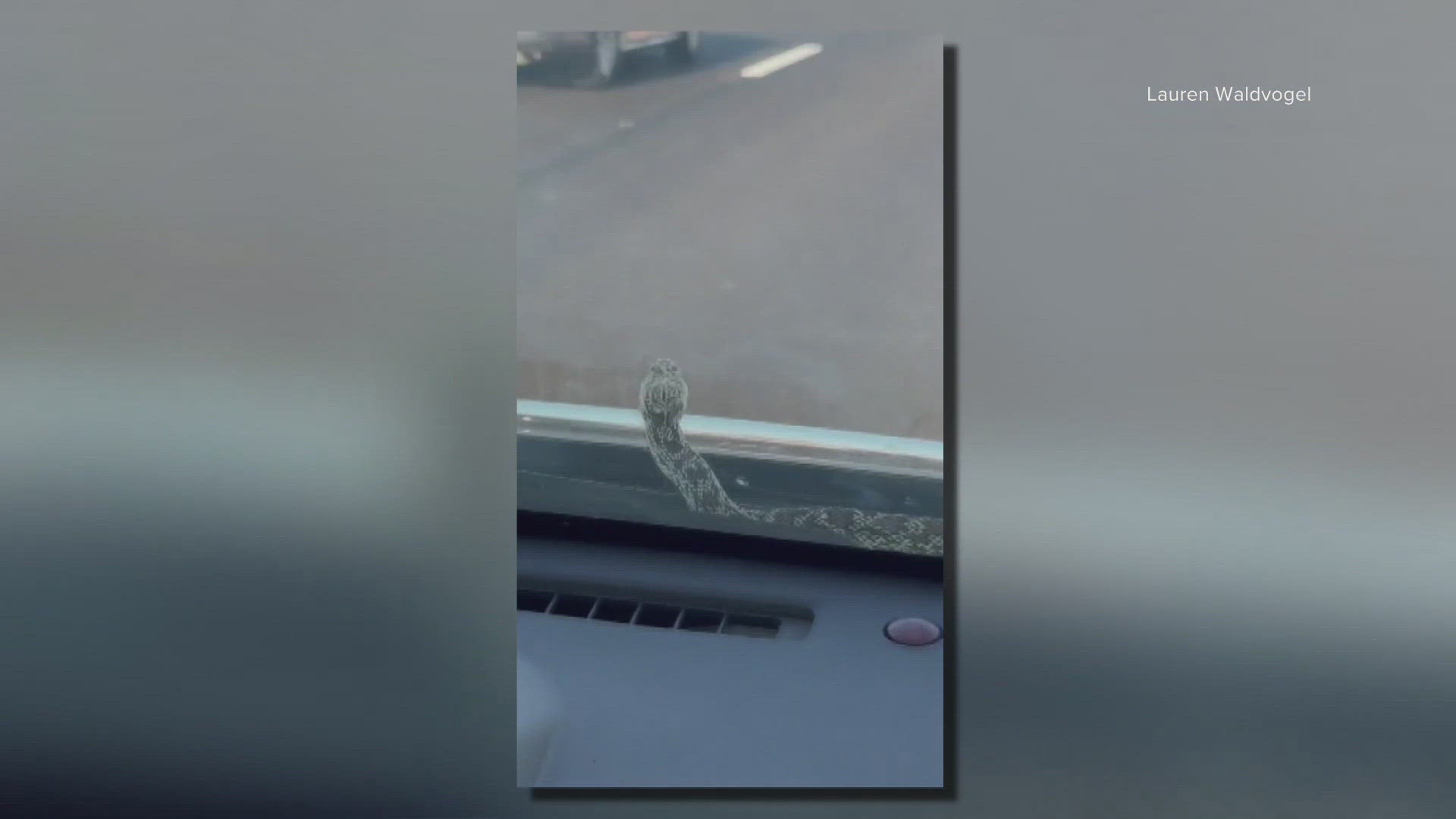 Lauren Waldvogel says she and her husband were driving for almost 45 minutes before she noticed something on the windshield.