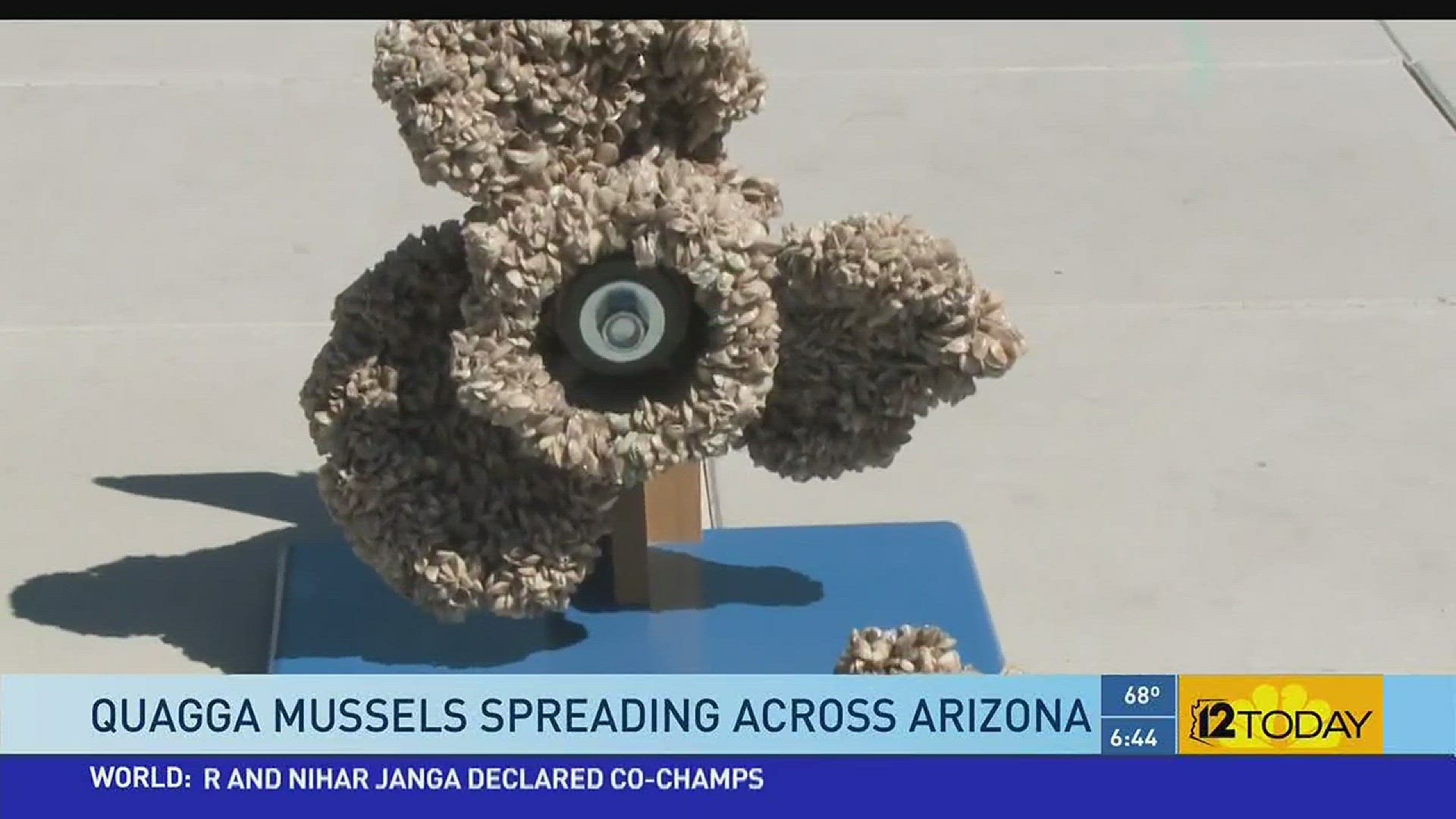 Biologists are searching for an invasive species of mussels that  are invading Arizona lakes.