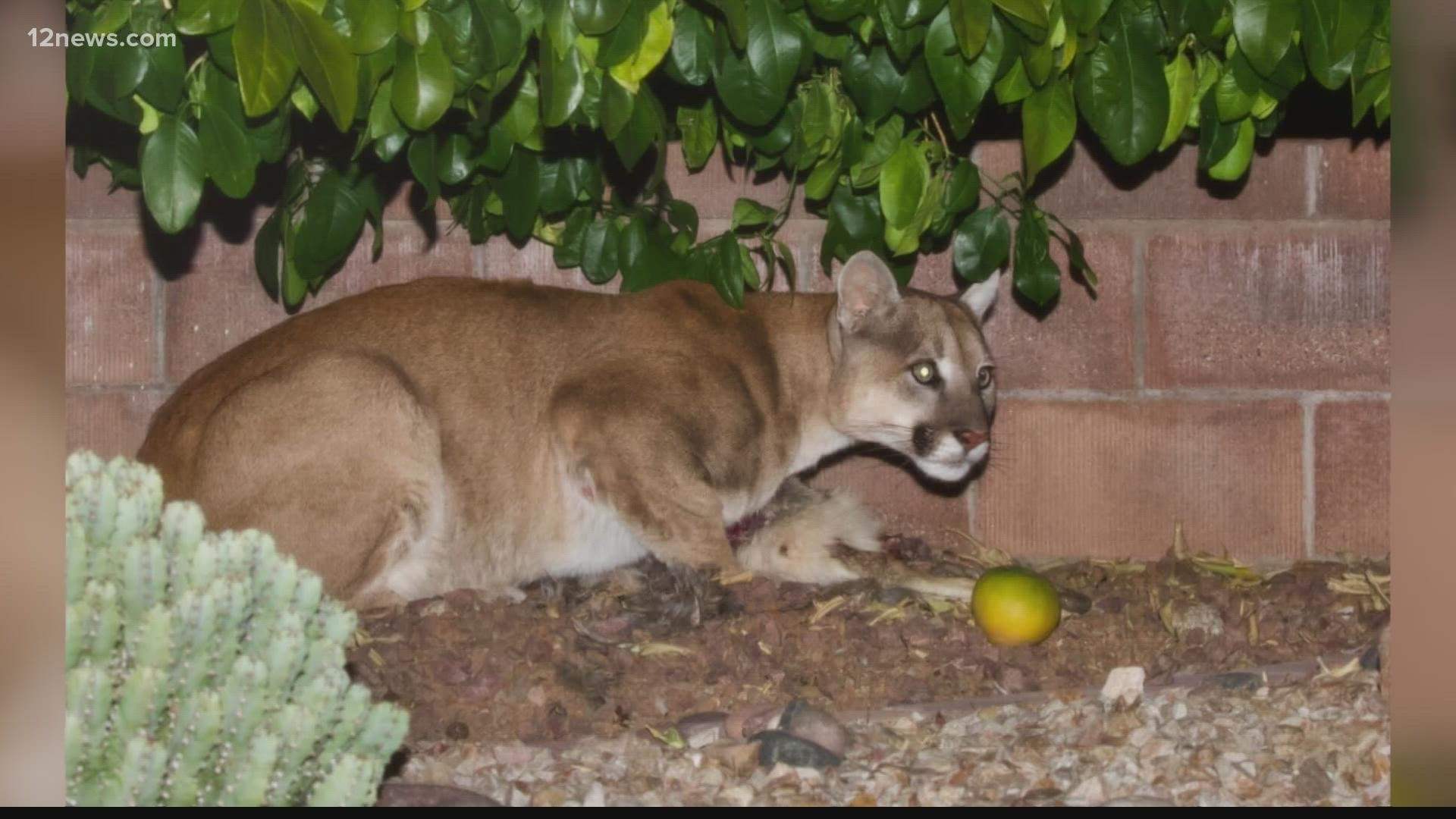 Mountain lion uses Arizona man's backyard as dining den 