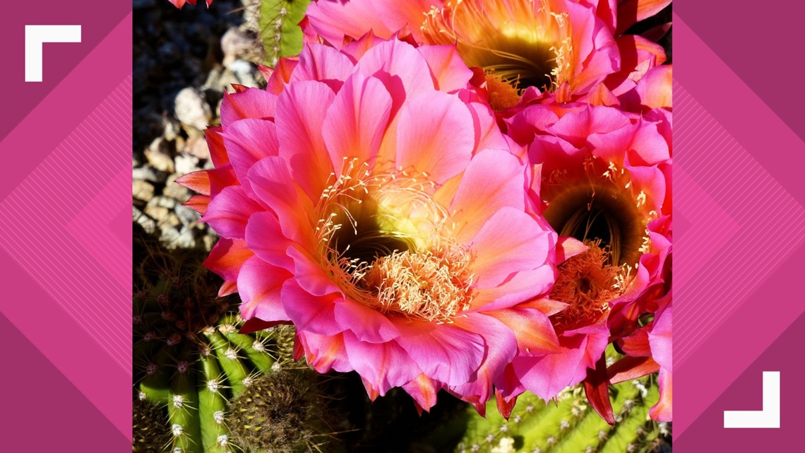 Agave And Cactus For Sale In The Phoenix Area Desert