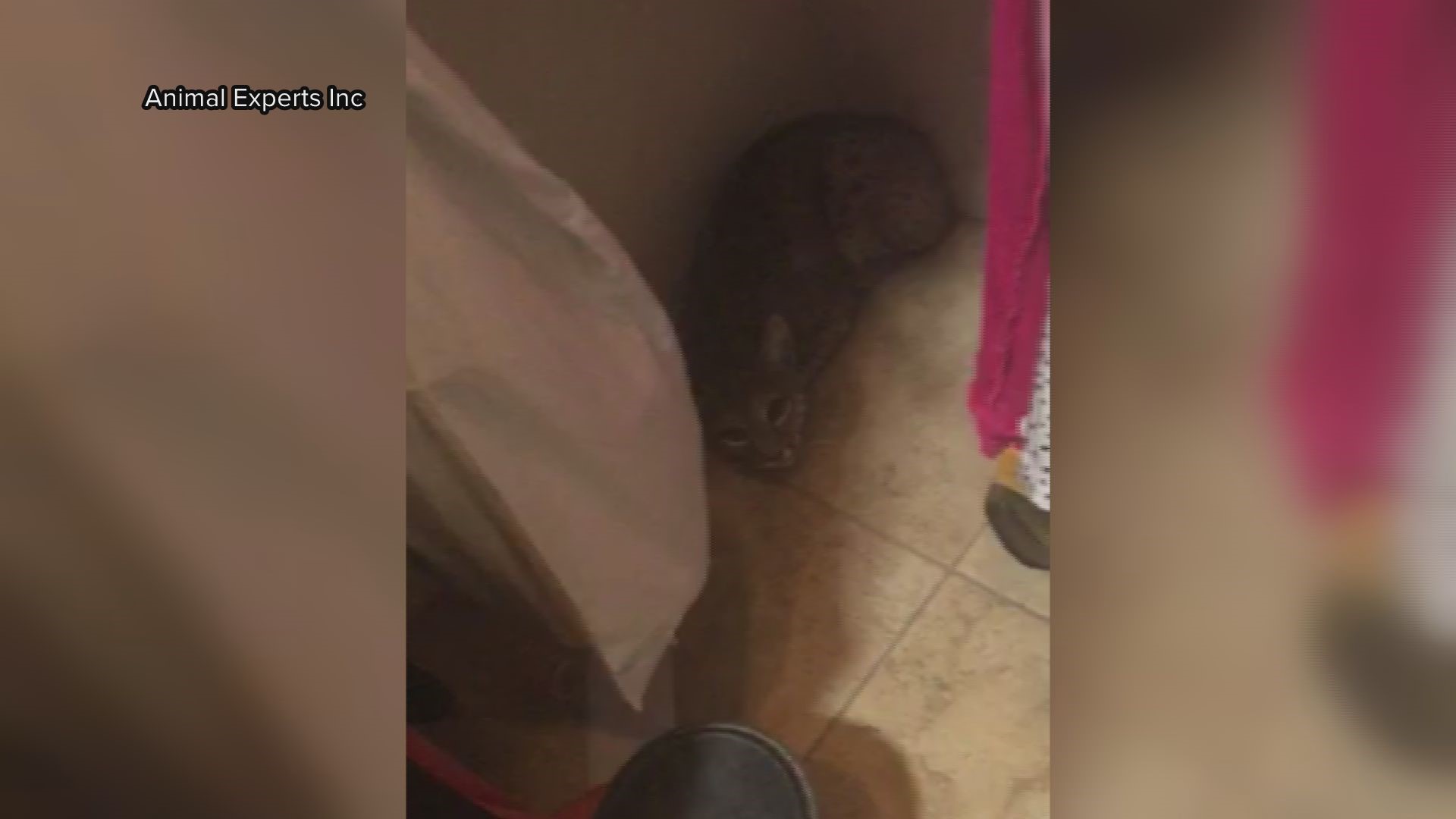 A bobcat entered a Tucson woman's home where it immediately sought refuge in her closet. Watch as Animal Experts Inc capture the wild cat.