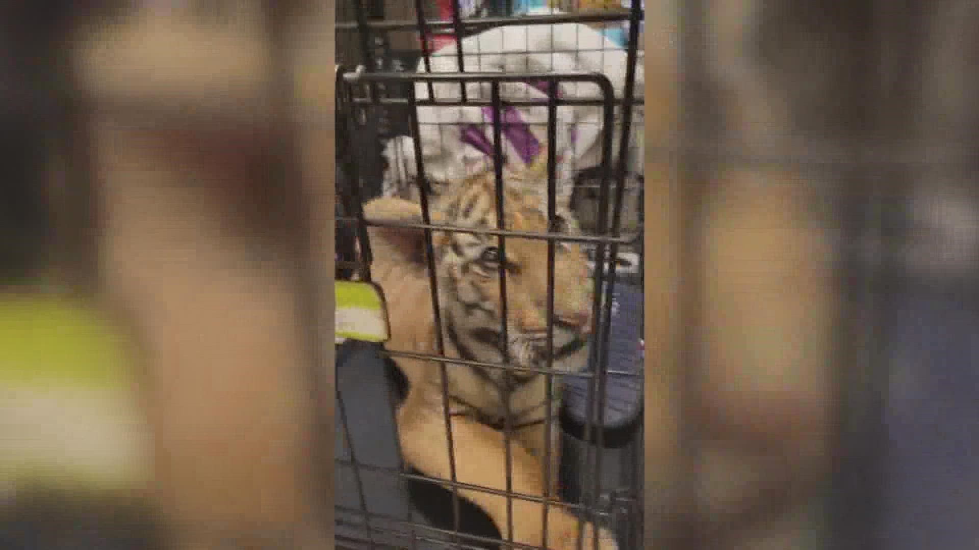 Authorities say a Phoenix man has been arrested after he allegedly offered to sell a tiger cub to undercover police officers for $20,000.